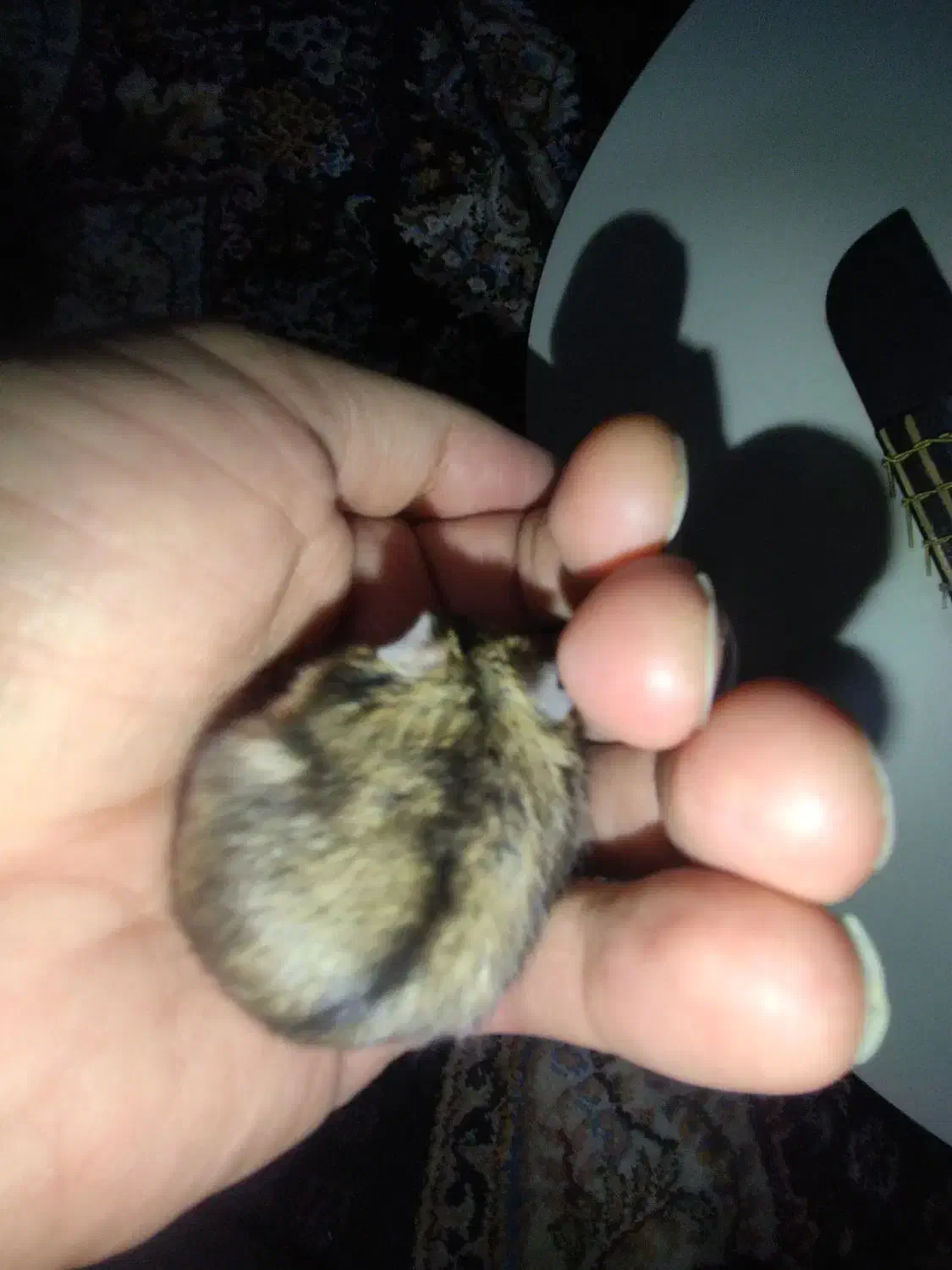 همستر روبروفسکی مینیاتوری|موش و خرگوش|تهران, شهرک محلاتی|دیوار