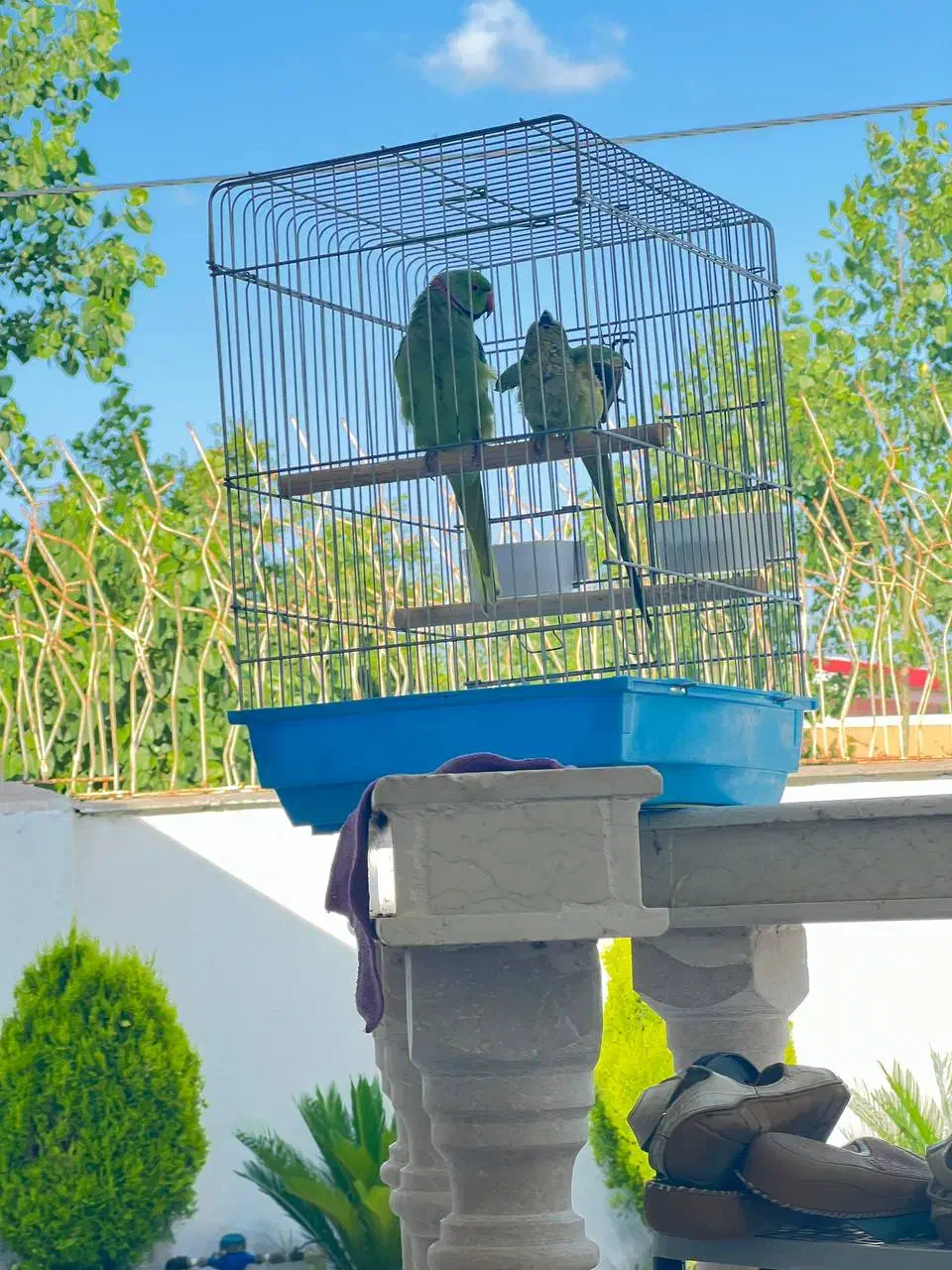 یک جفت ملنگو کارداده|پرنده|کرج, محمد آباد|دیوار