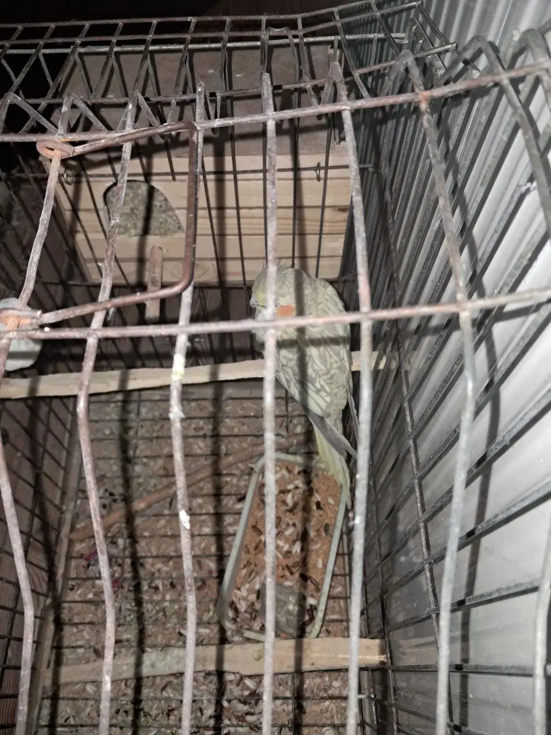 طوطی هلندی|پرنده|اندیمشک, |دیوار