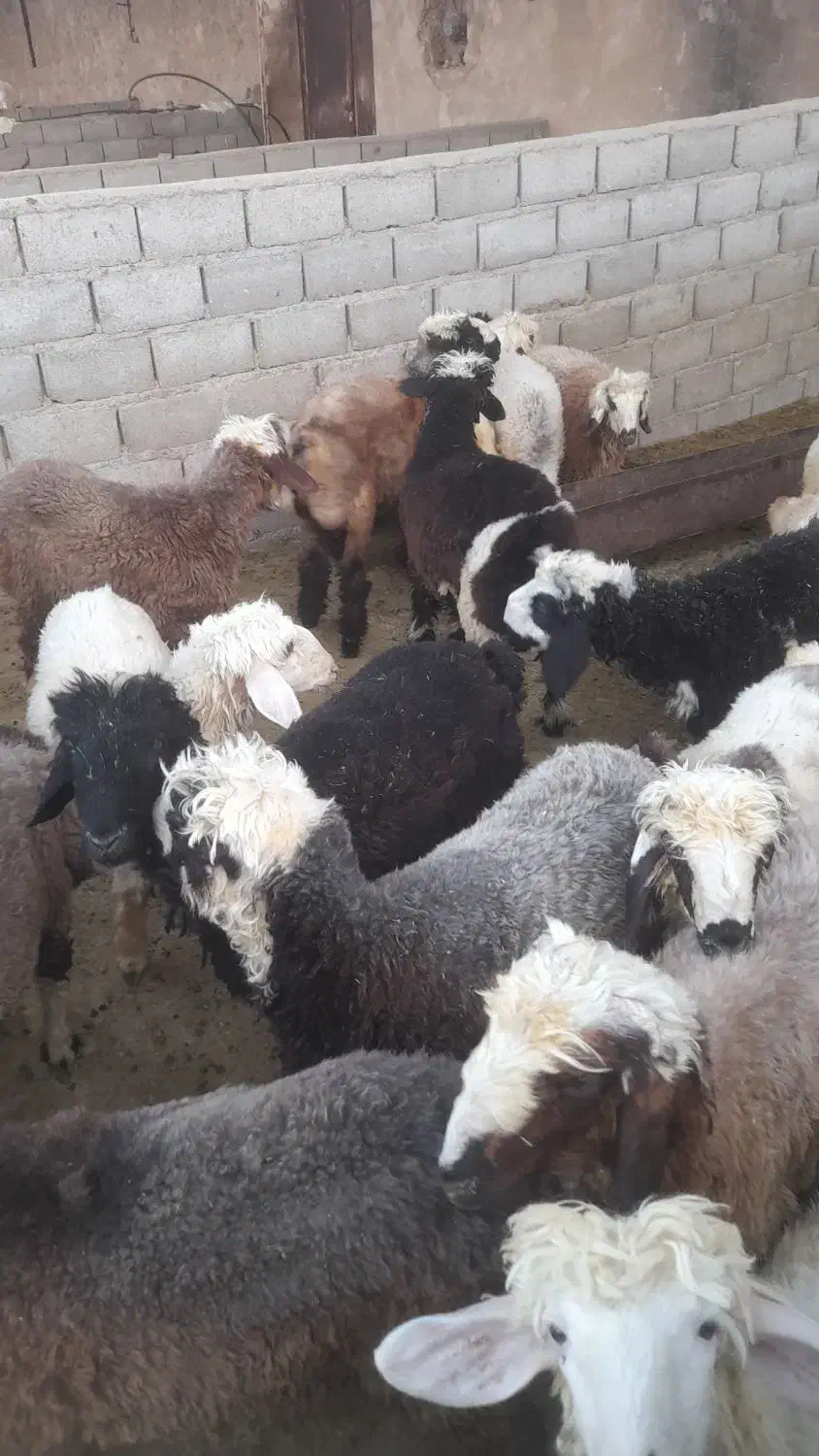 فروش بره نر وماده|حیوانات مزرعه|اوز, |دیوار