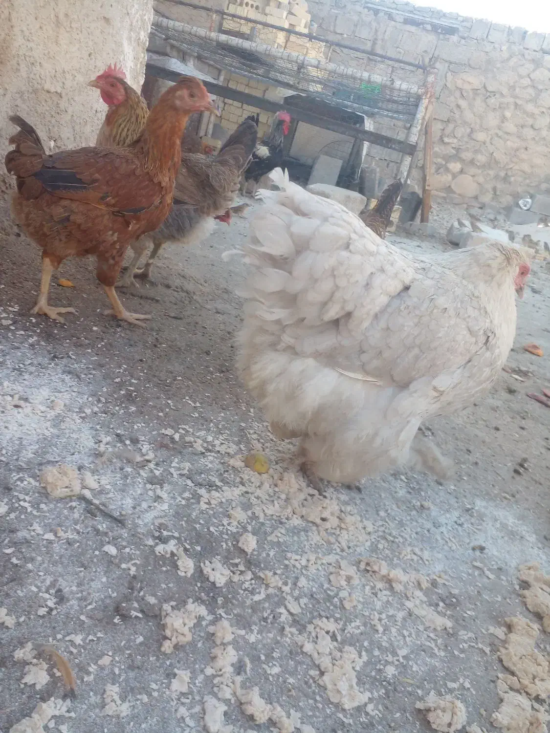 مرغ نژادی|حیوانات مزرعه|بهبهان, |دیوار