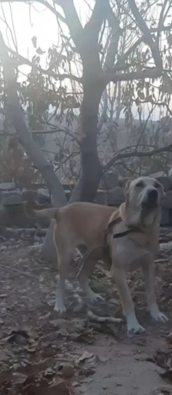 واگذاری ماده سگ سرابی اصیل ۲ساله|سگ|مشگین شهر, |دیوار