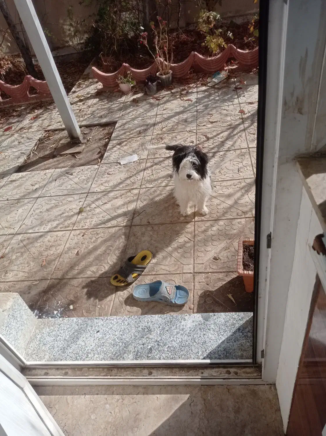 واگذاری پاکوتاه شیتزو|سگ|خلخال, |دیوار