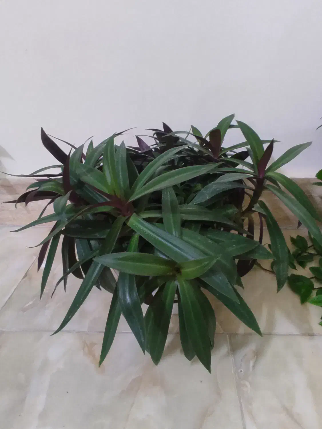 گل طبیعی و شاداب با قیمت خیلی مناسب|گل و گیاه طبیعی|شیروان (خراسان), |دیوار