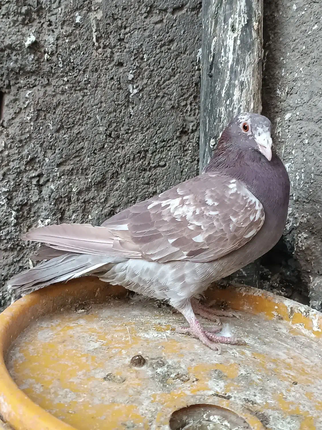 چند جفت پلاکی|حیوانات|زاهدان, |دیوار