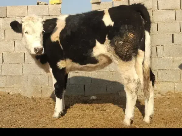 گاو گوساله نوبر تلیسه|حیوانات مزرعه|کامفیروز, |دیوار