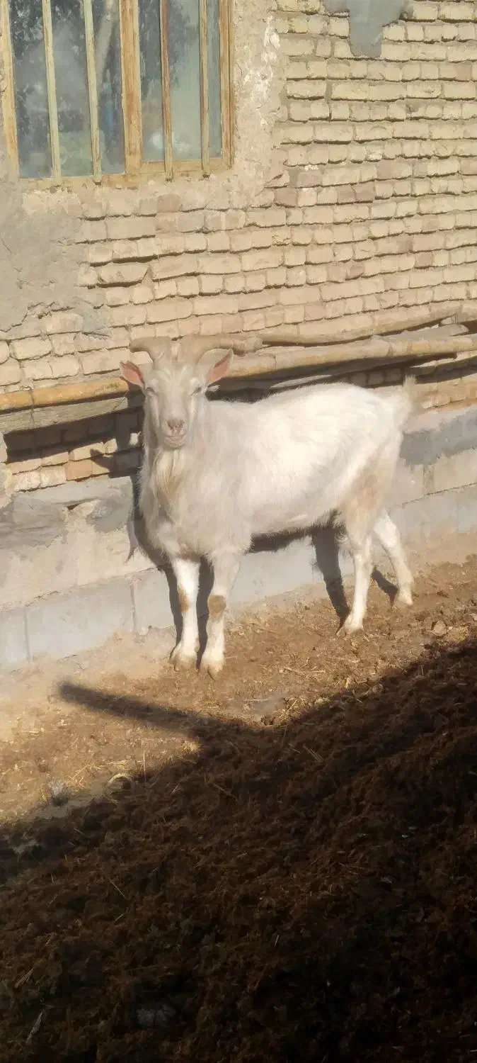 دبر|حیوانات مزرعه|شیدا, |دیوار