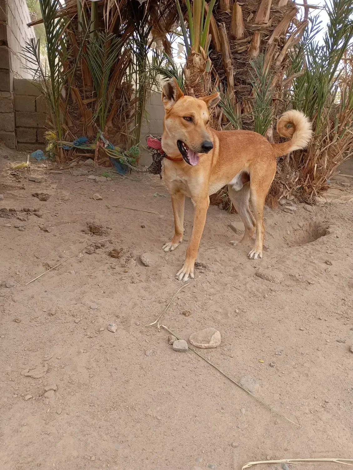 سگ نگهبان|سگ|رودبار (کرمان), |دیوار