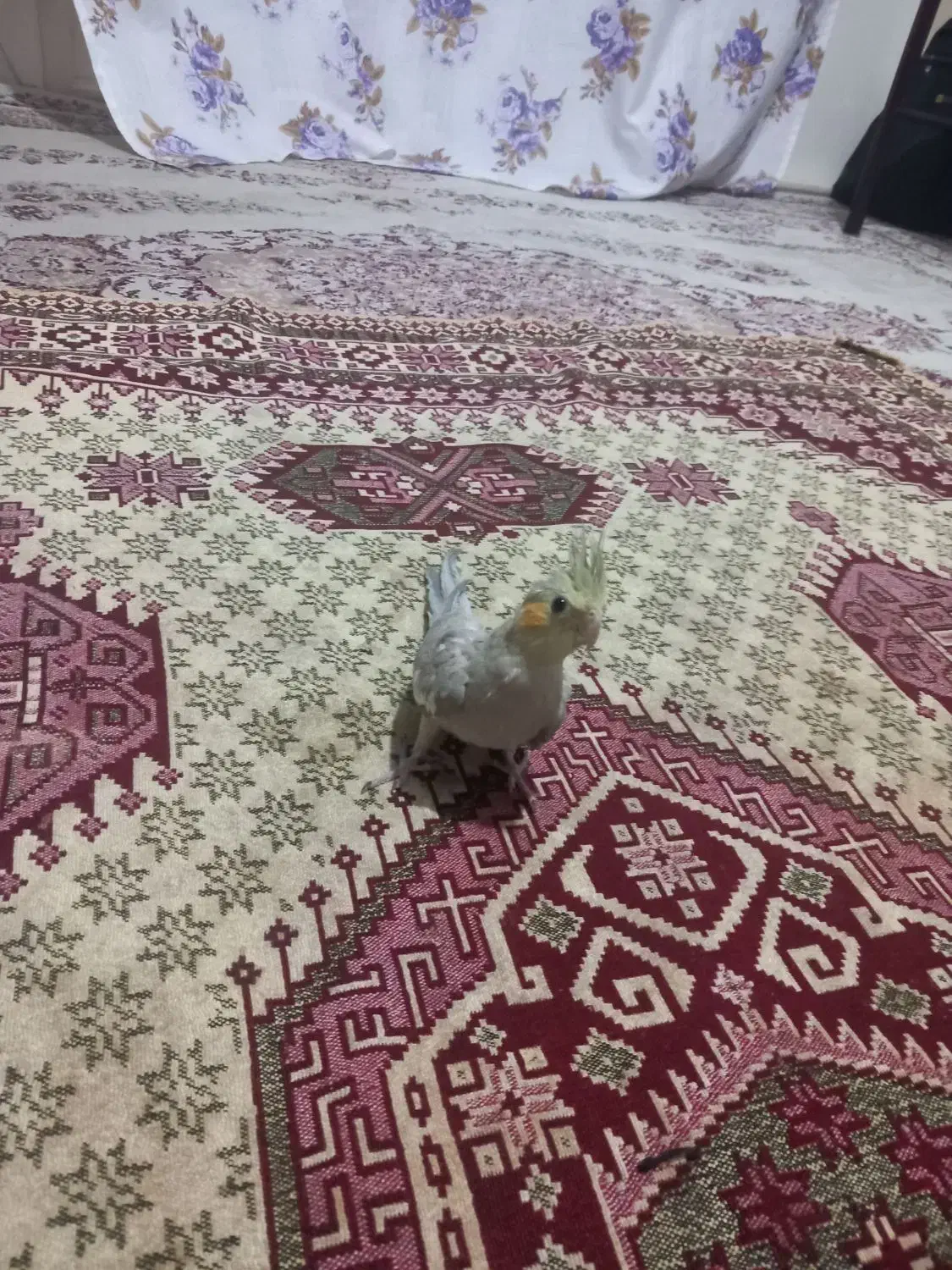 جفت|پرنده|قزوین, |دیوار