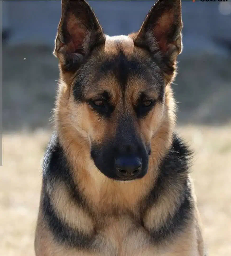 فروش حیوانات خانگی|سگ|لردگان, |دیوار