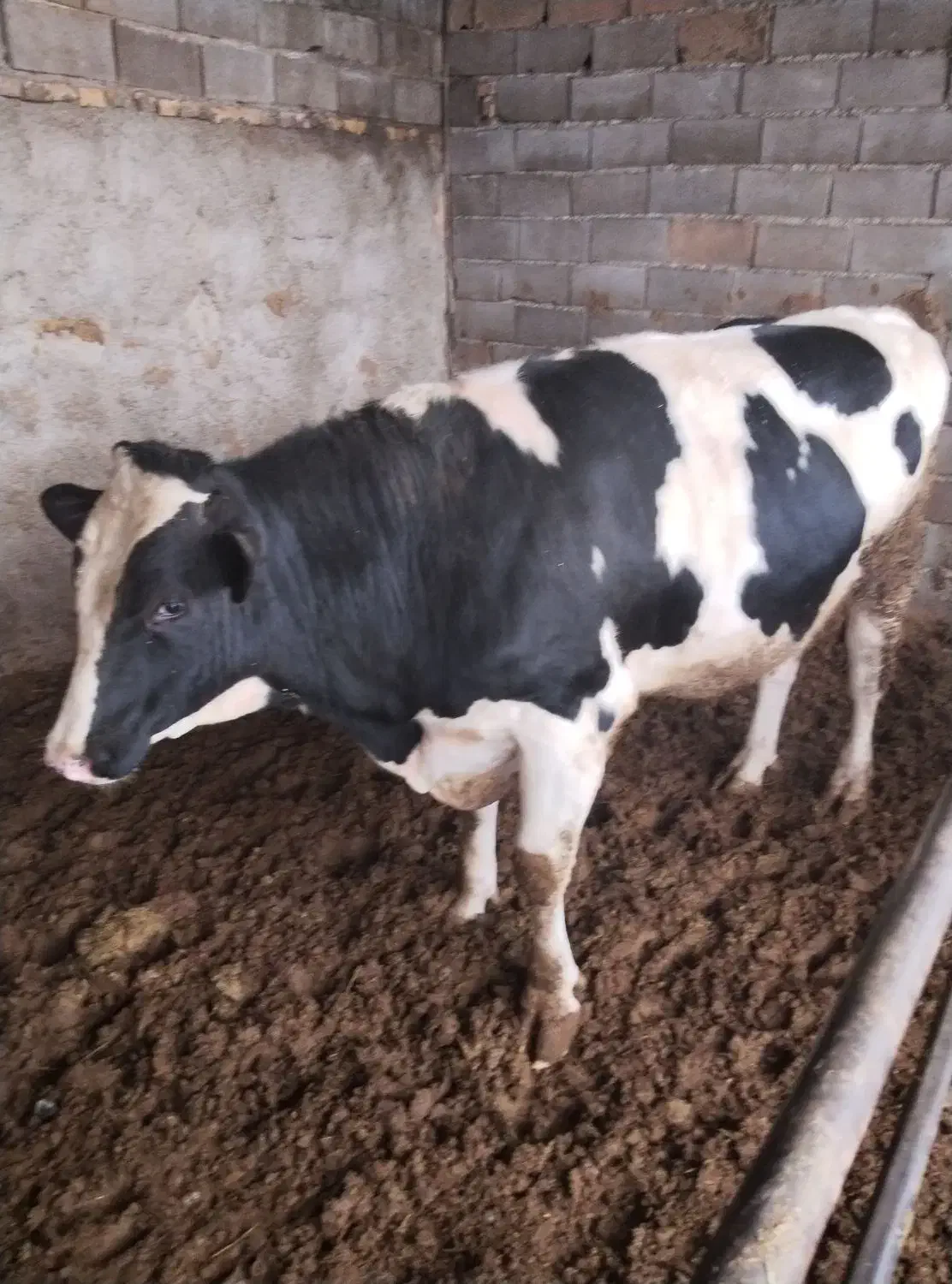 گوساله نر|حیوانات مزرعه|اسفراین, |دیوار