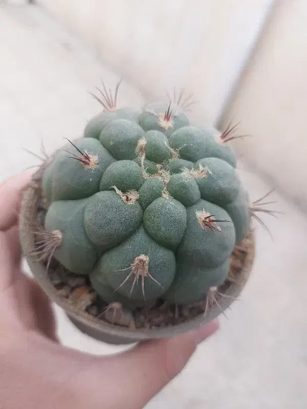 گل کاکتوس|گل و گیاه طبیعی|محمدیه-قزوین, |دیوار