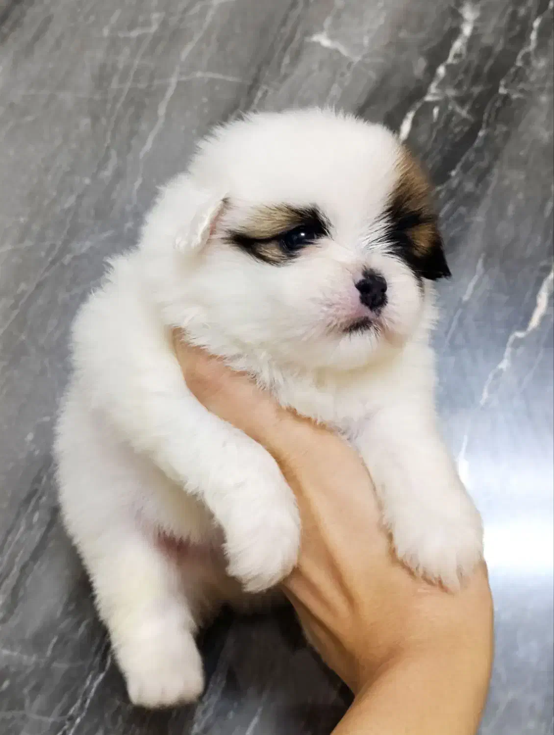 شیتزوسوپر|سگ|مشهد, گلبرگ|دیوار