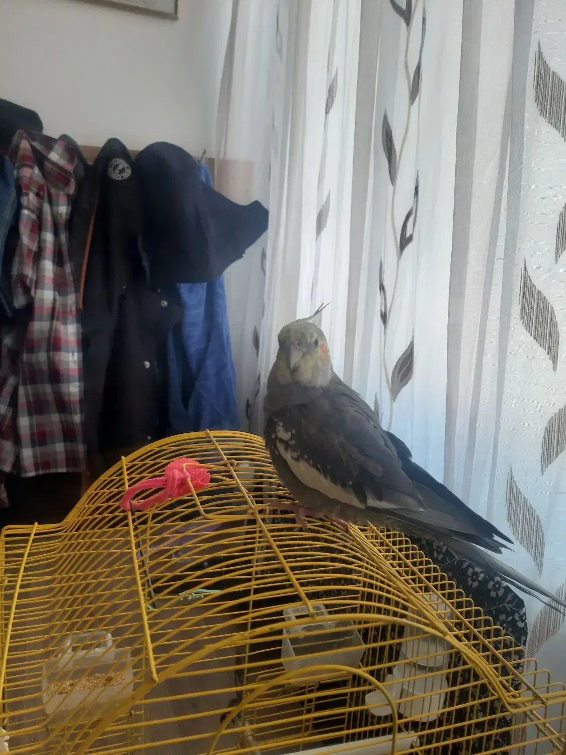 فروش عروس هلندی نر نژاد آهویی با قفس|پرنده|اسفراین, |دیوار