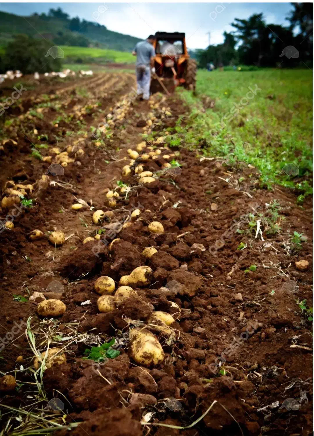 اجاره زمین|اجارهٔ دفتر صنعتی، کشاورزی، تجاری|روانسر, |دیوار