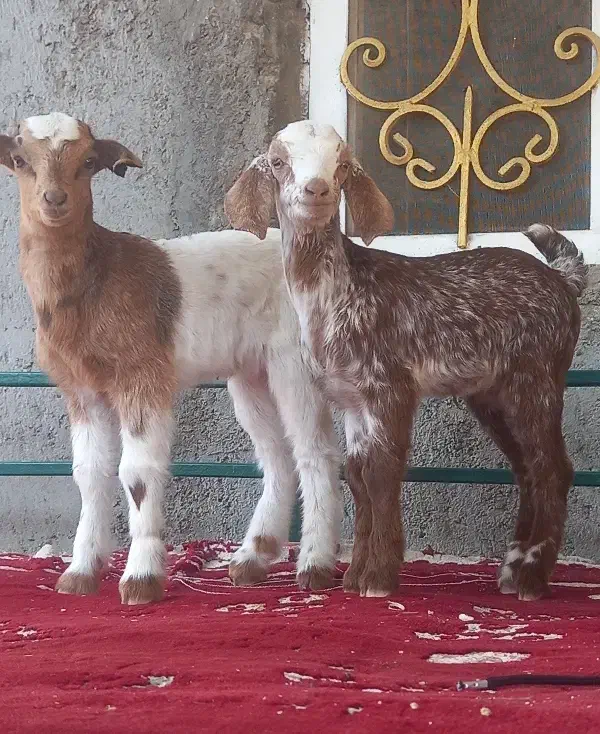 کهر شیر خواربازیگوش دوقلو زا زیر بزشیری مخوره پسنک|حیوانات مزرعه|بندرعباس, |دیوار