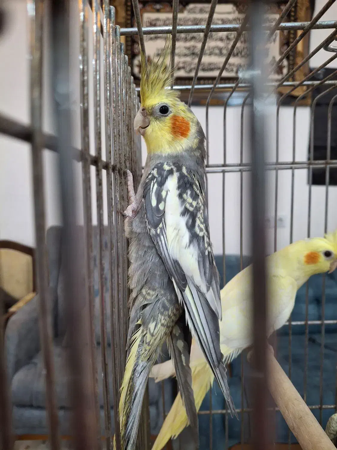 عروس هلندی زیبا و مولد|پرنده|بندر ماهشهر, |دیوار