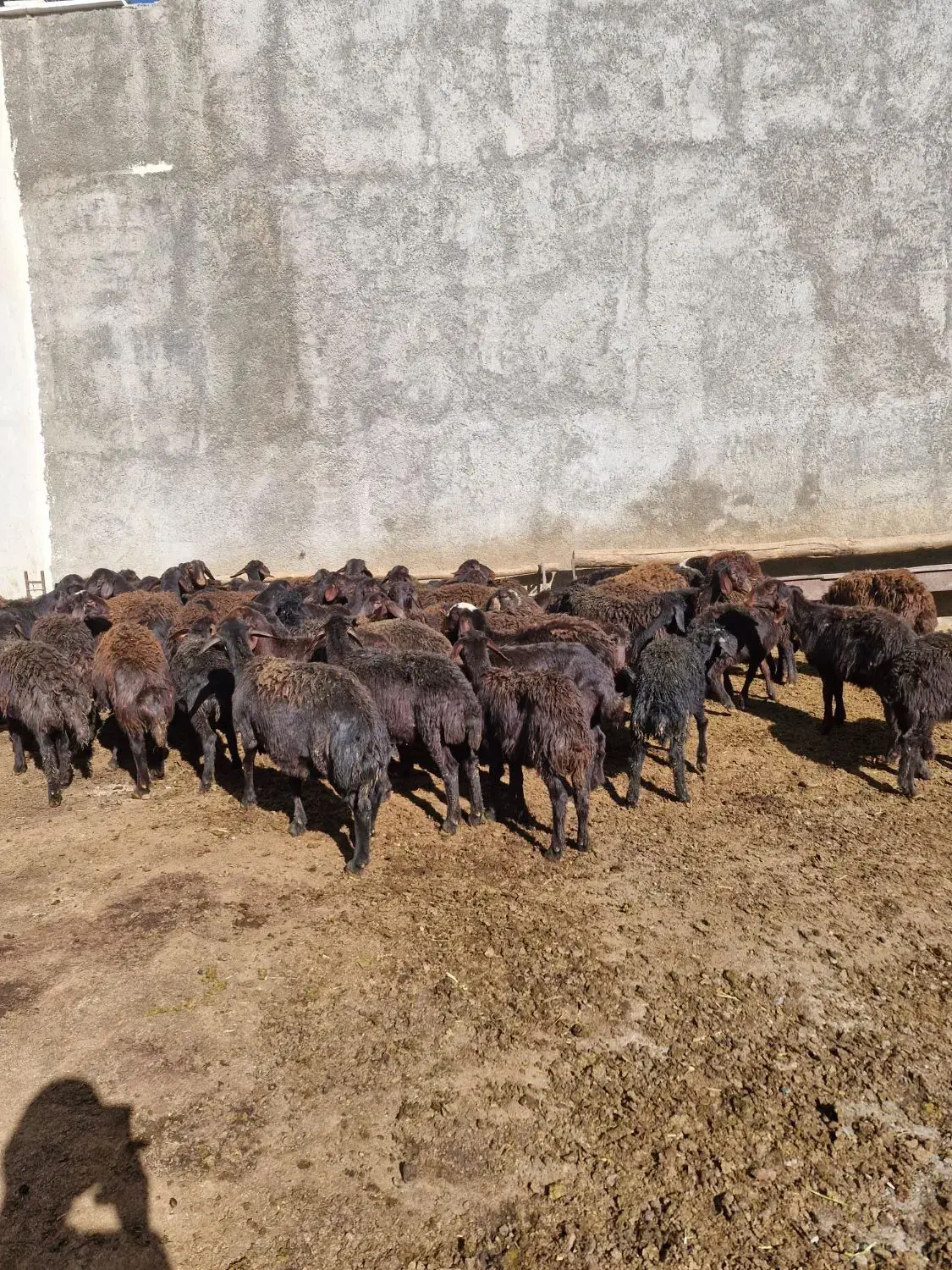 گوسفند(بره نر و ماده قزل افشار)|حیوانات مزرعه|سربند, |دیوار