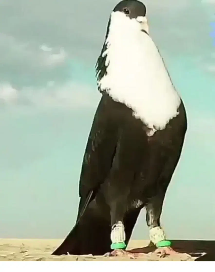 2500000|پرنده|سبزوار, قصبه شرقی|دیوار