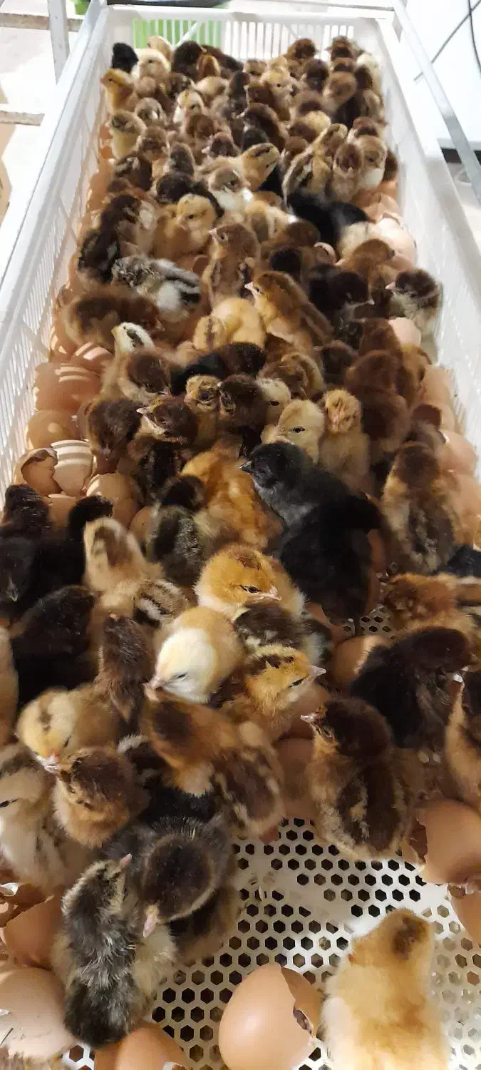 جوجه یکروزه گلپایگانی|حیوانات مزرعه|خسروشاه, |دیوار