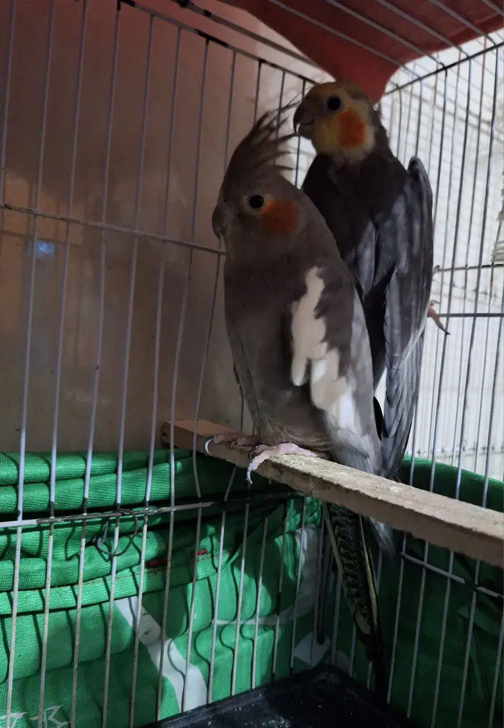 عروس هلندی و طوطی ملنگو|پرنده|گنبد کاووس, |دیوار