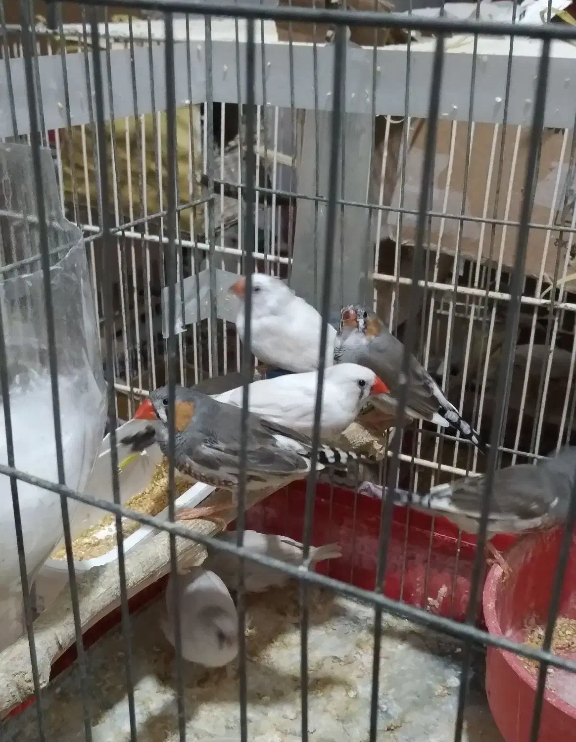 فنچ زبرا|پرنده|ری, دیلمان|دیوار