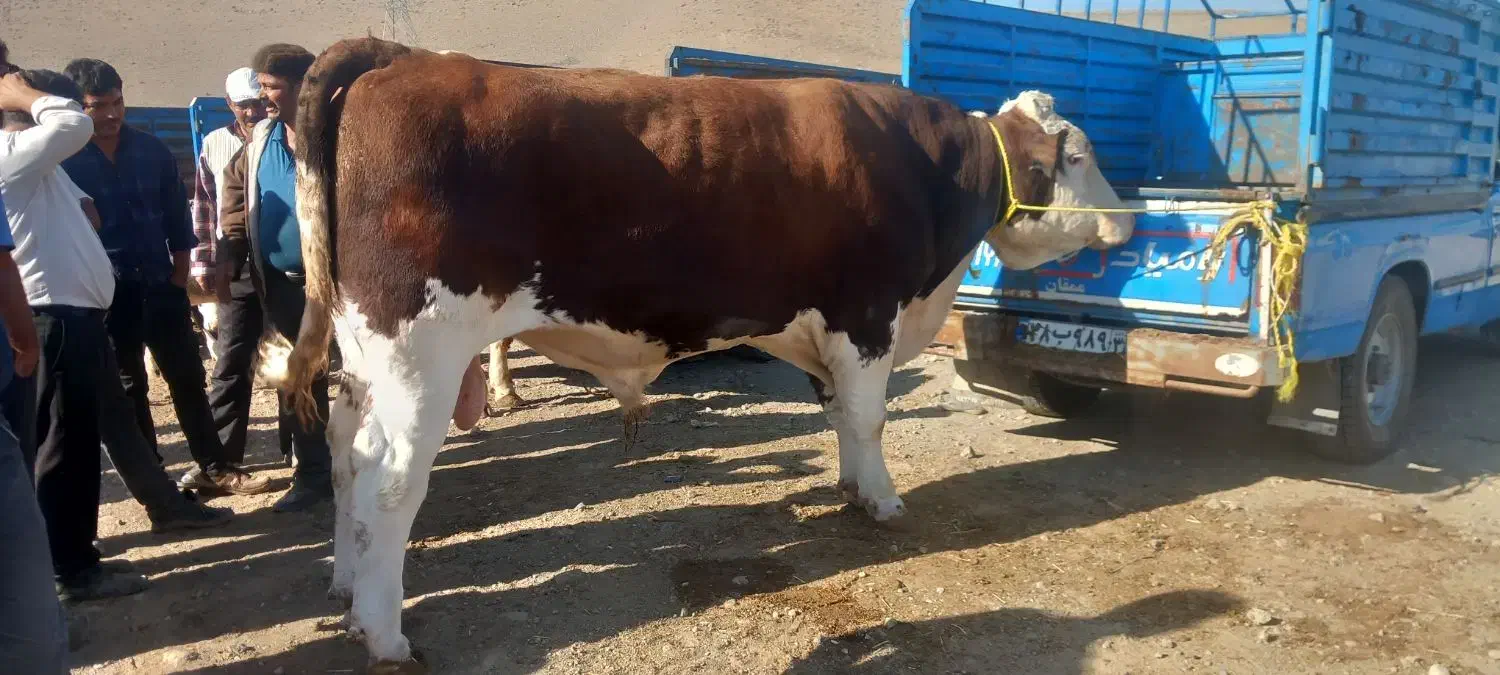 خرید و فروش گاو و گوساله|حیوانات مزرعه|تبریز, |دیوار