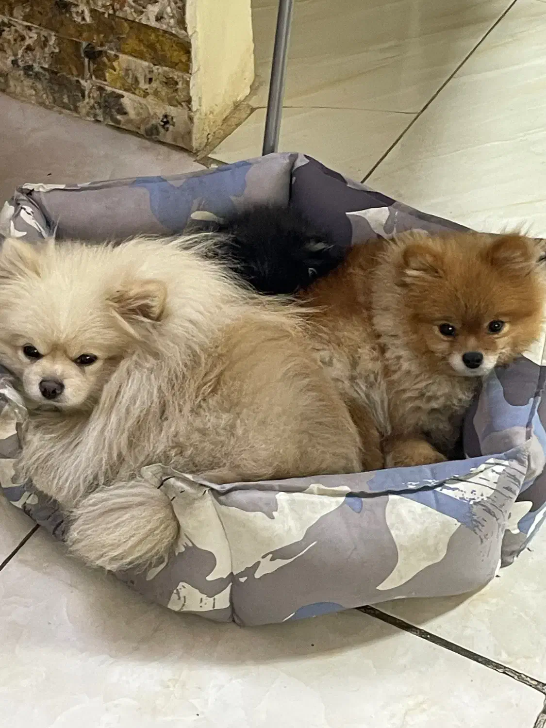 پامر خرسی وارداتی|سگ|کرج, گلشهر|دیوار