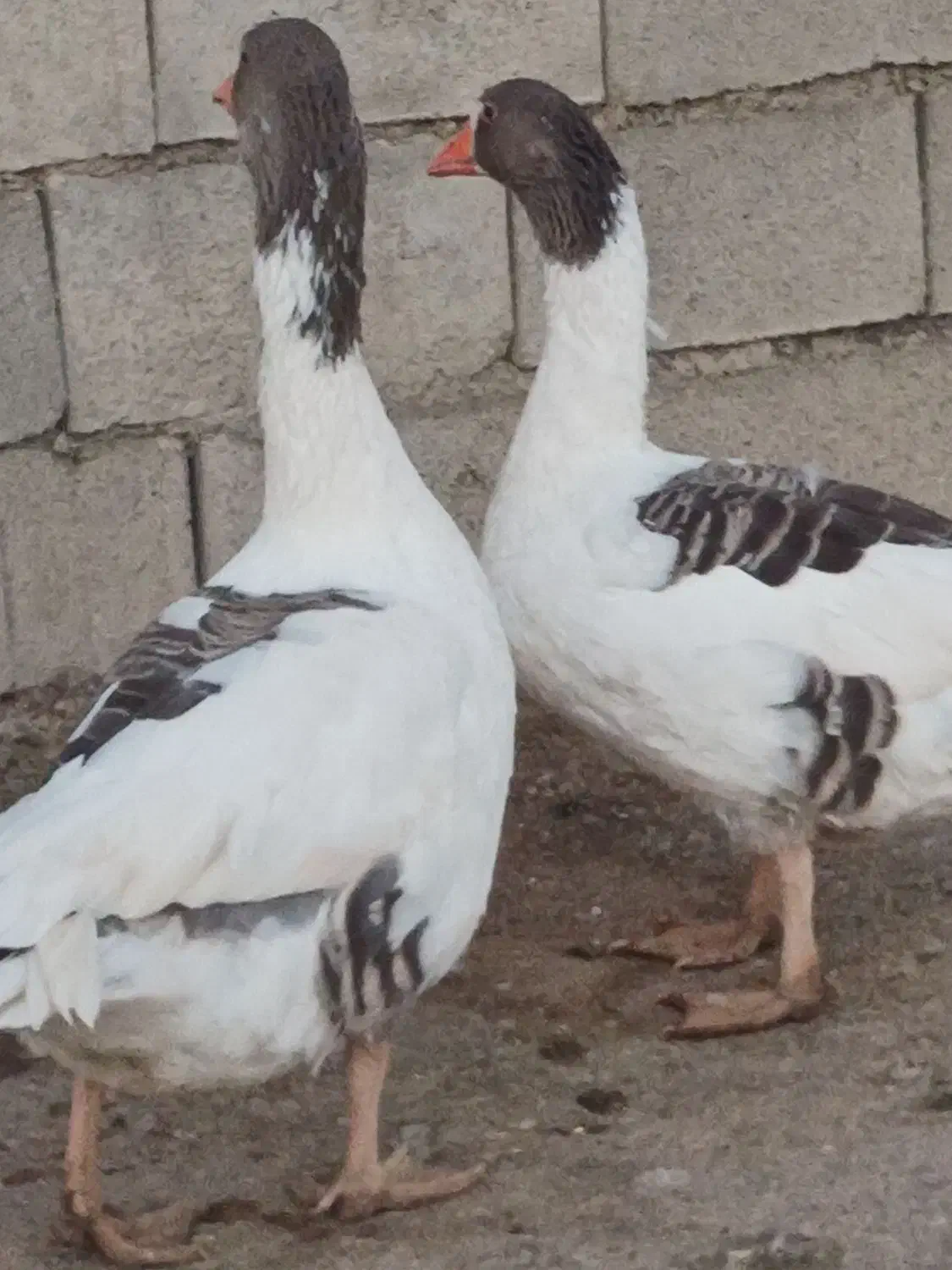 غازمحلی|حیوانات مزرعه|یاسوج, |دیوار