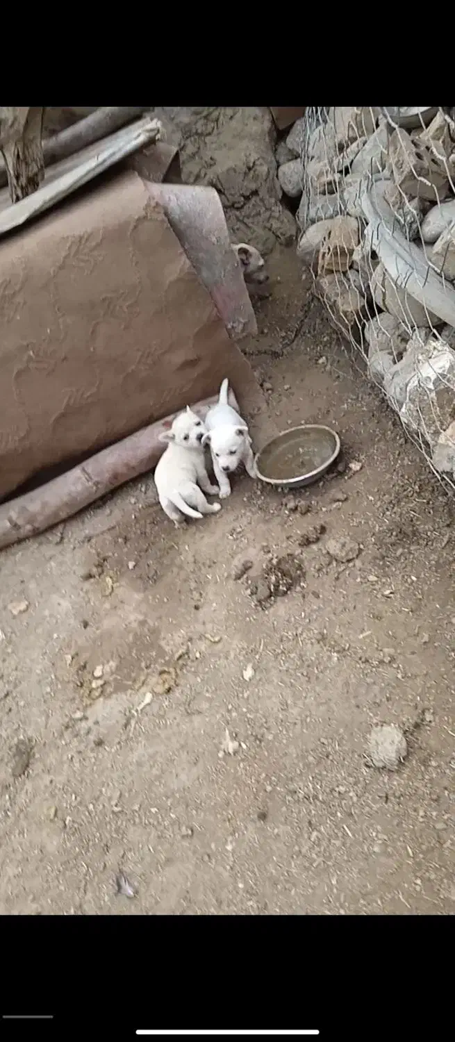 پاکوتا توله دو تا ماده عروسک|سگ|مینودشت, |دیوار