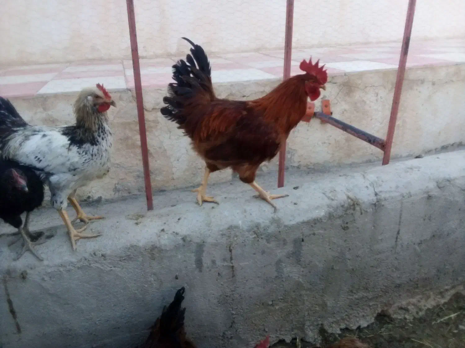 تعدادی خروس|حیوانات مزرعه|شیرینسو, |دیوار