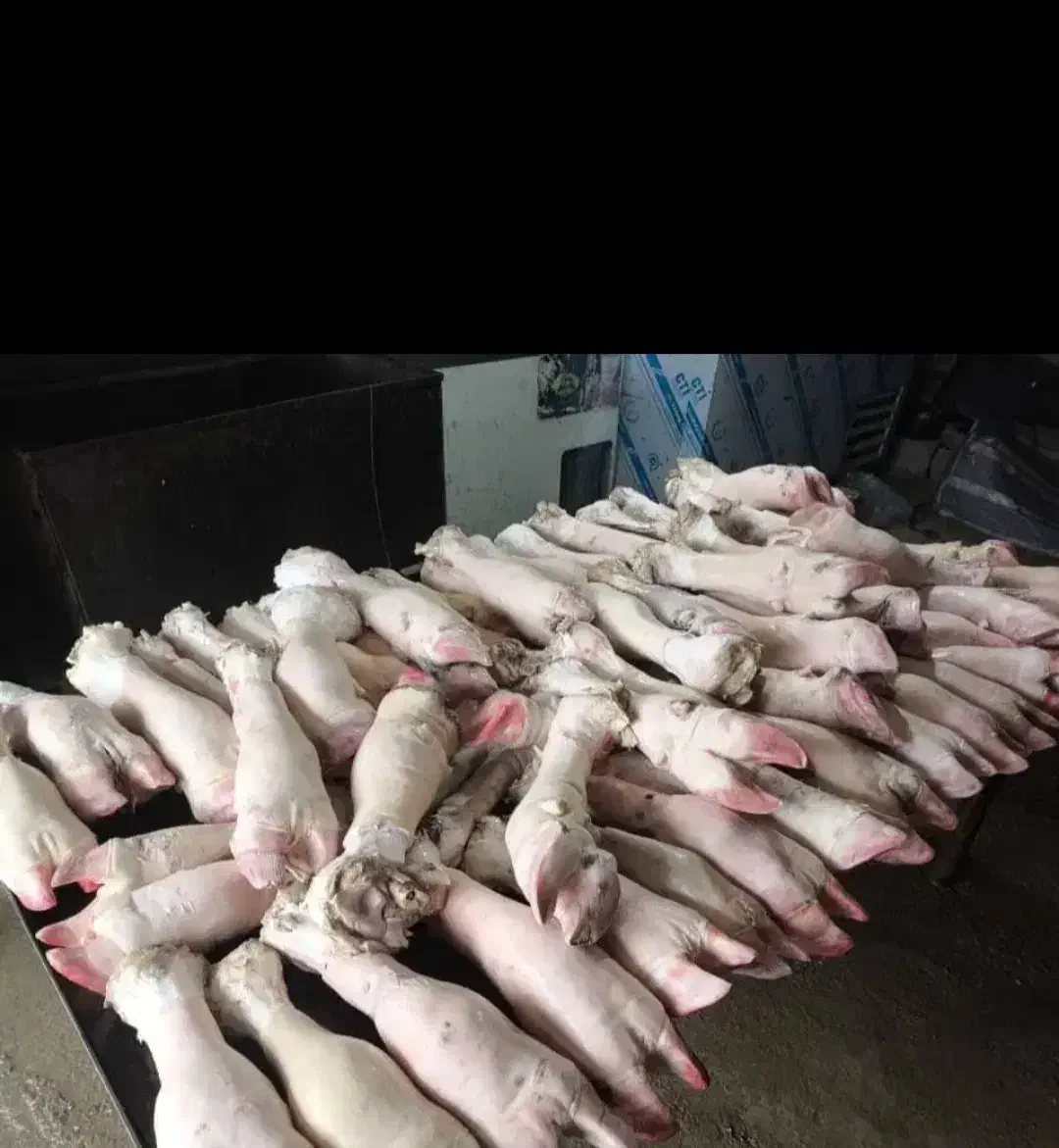 کله گوساله و پاچه و سیرابی|خوردنی و آشامیدنی|بجنورد, |دیوار