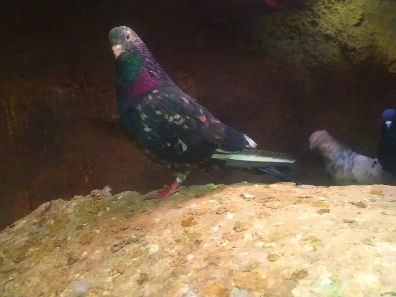 هما و سرور|حیوانات|دلیجان, |دیوار