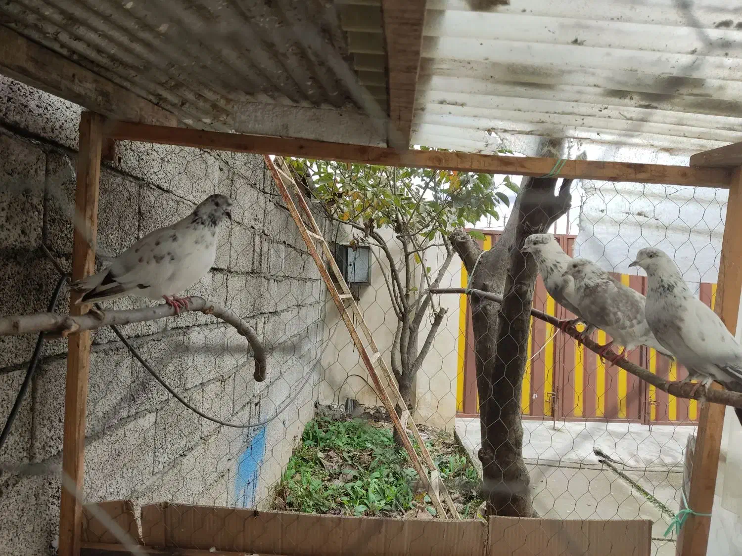 کبوتر|پرنده|خرمآباد (تنکابن), |دیوار