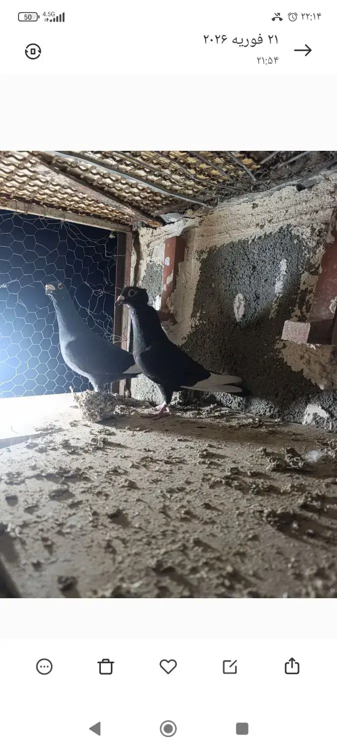 کبوتر|پرنده|بیرجند, |دیوار