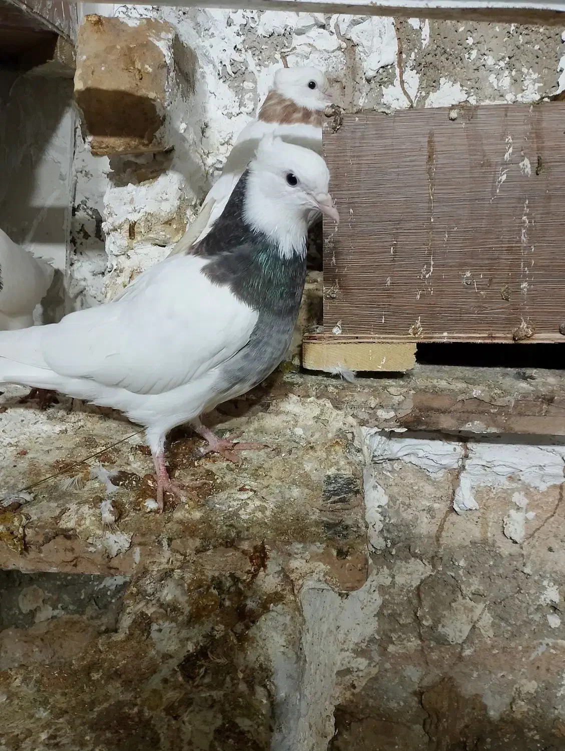 طوقی|پرنده|مهر, |دیوار