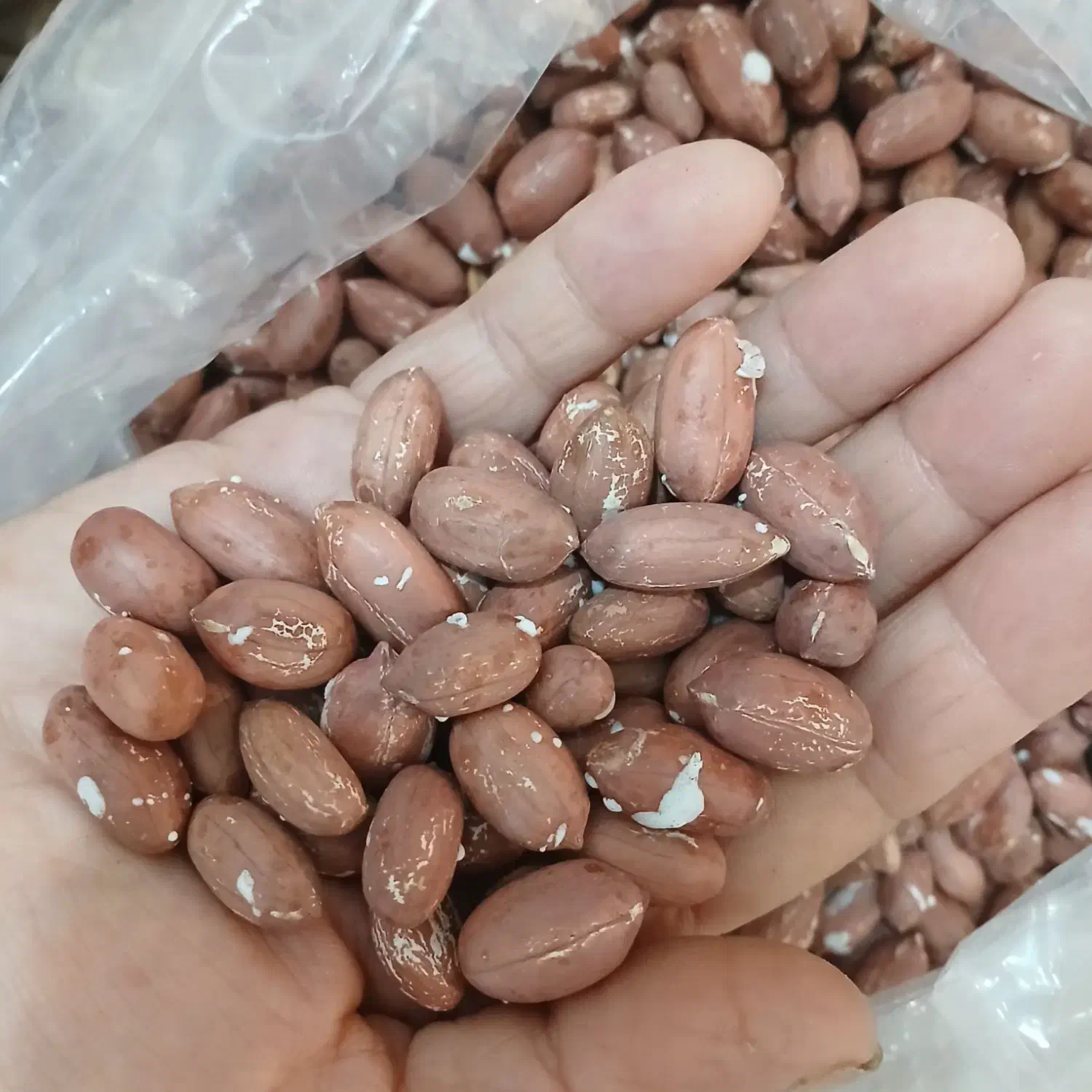 بادام زمینی آستانه|خوردنی و آشامیدنی|رشت, شهرک آیت الله منتظری|دیوار