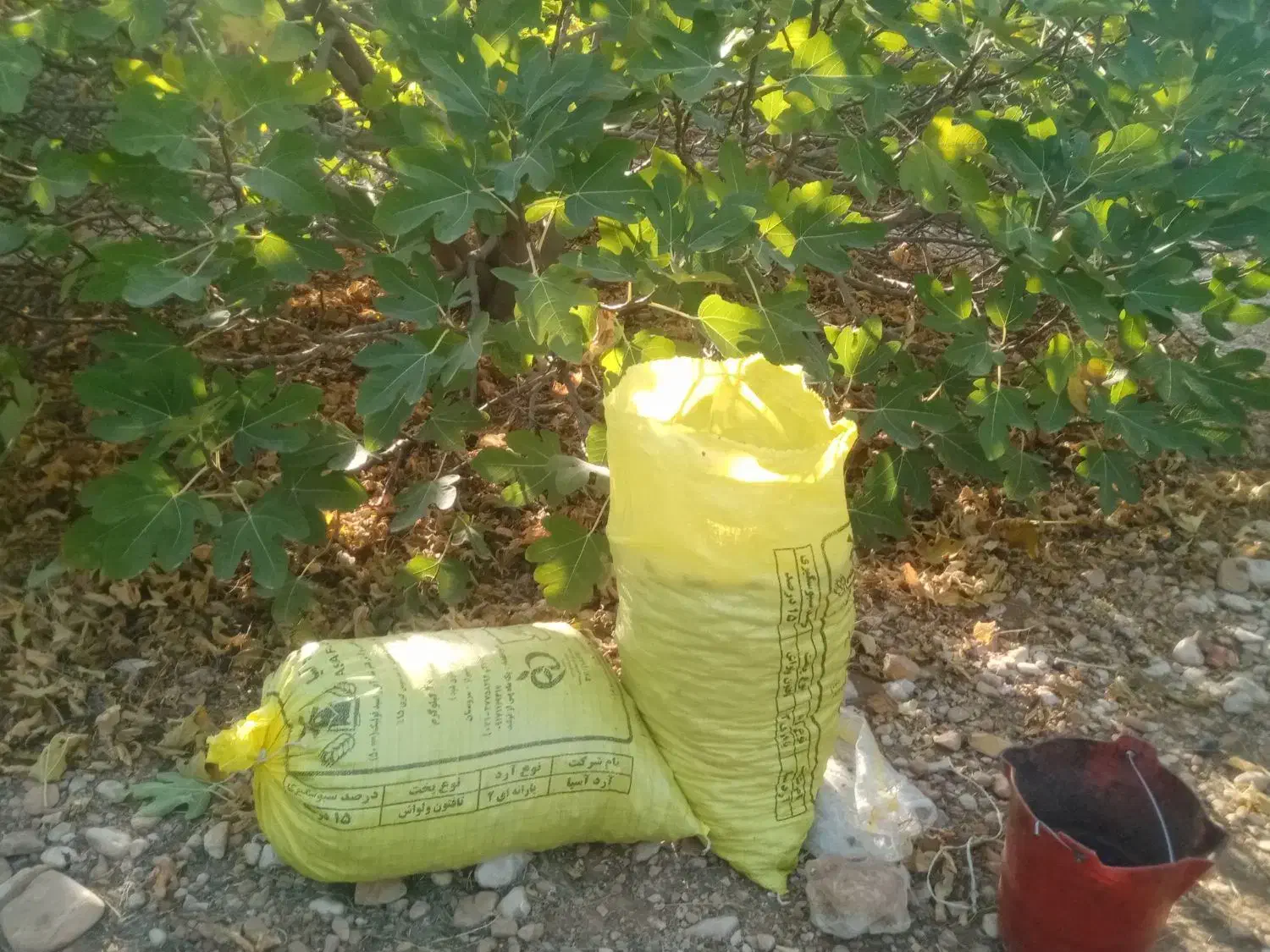 انجیر خشک تازه و تمیز  کاملا ارگانیک|خوردنی و آشامیدنی|شیراز, ارم|دیوار