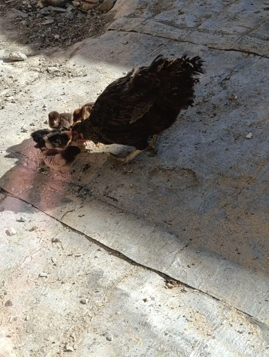 مرغ کرچ با 5 جوجه|حیوانات مزرعه|سراوان, |دیوار