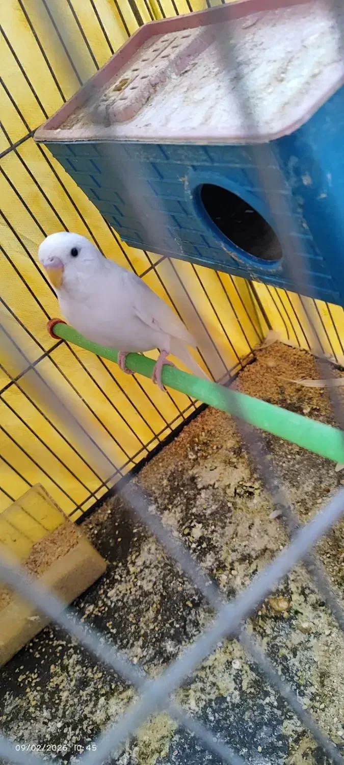 مرغ عشق|پرنده|رونیز, |دیوار