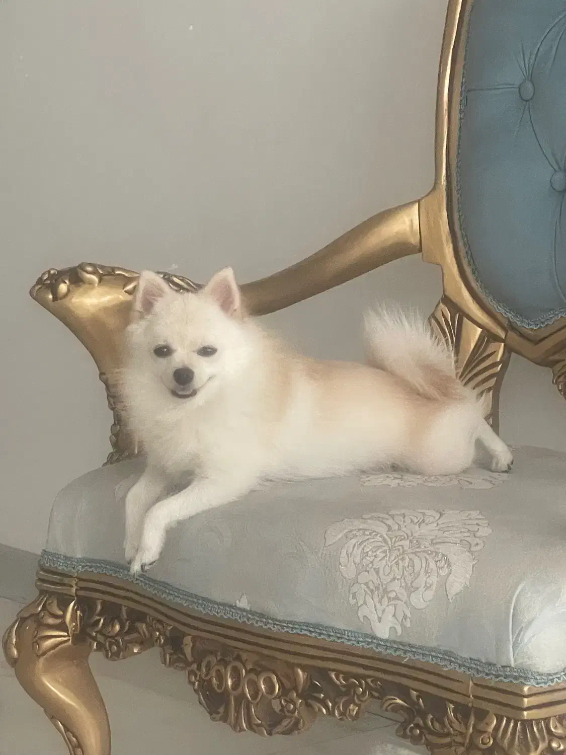 واگذارس سگ ۱/۵ساله پامر روباهی|سگ|کرمان, |دیوار