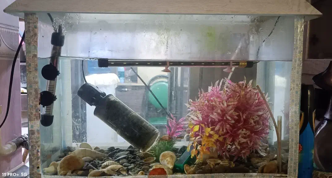 آکواریوم|ماهی|بندرعباس, |دیوار