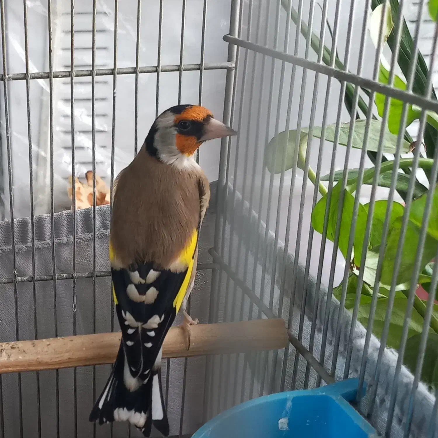 سهره جوجه سال|پرنده|ری, امین آباد|دیوار