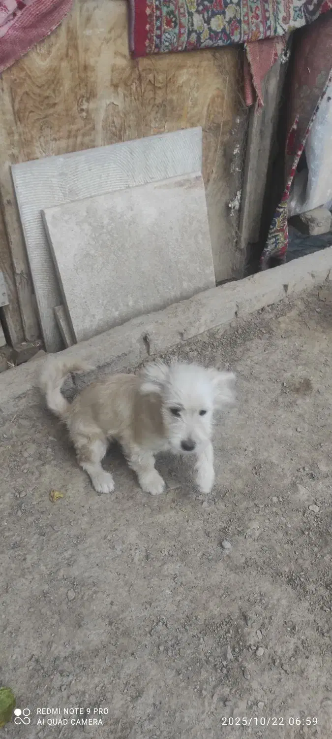 سگ پا کوتاه شپرز|سگ|گلبهار, شهر جدید گلبهار|دیوار