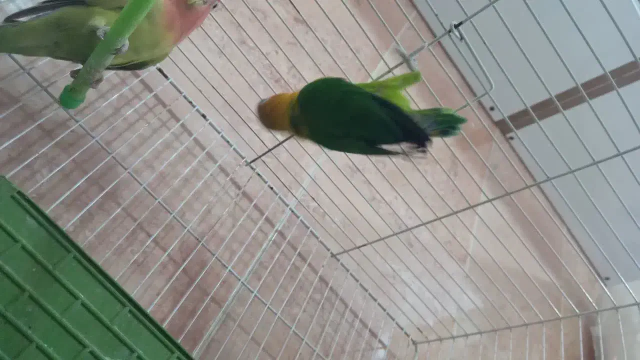 طوطی برزیلی یک جفت|پرنده|اشتهارد, |دیوار