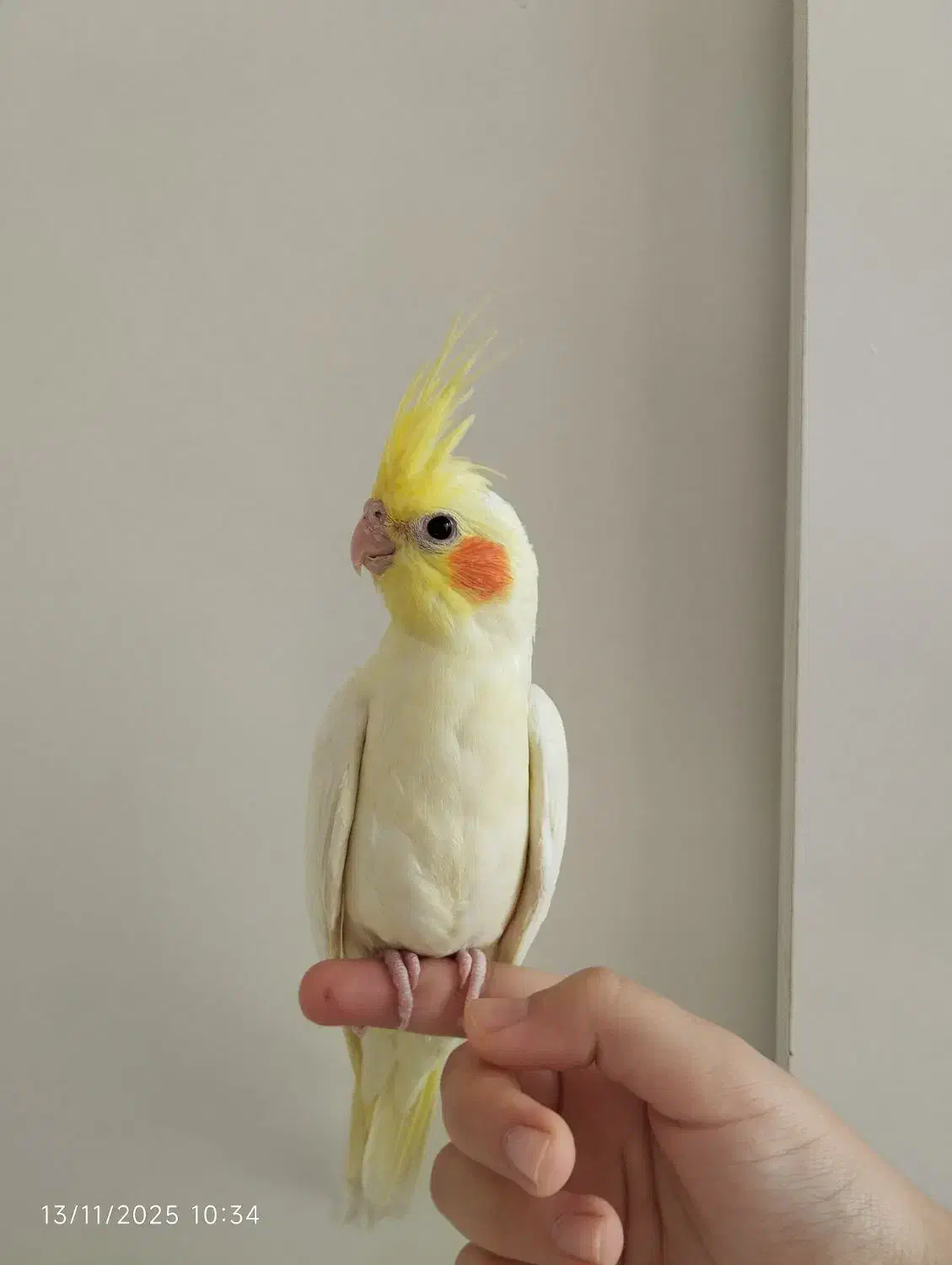 عروس هلندی نروماده جفت لوتینو با دوتاجوجه و تخم|پرنده|تهران, هفت چنار|دیوار