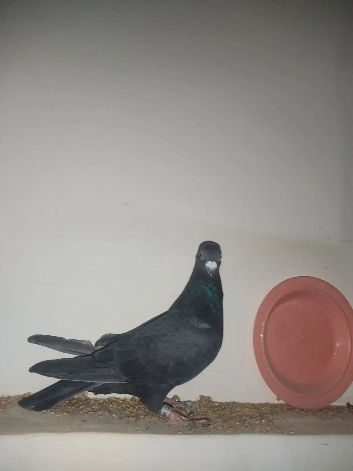 کبوتر پلاکی|پرنده|اصفهان, آفاران|دیوار