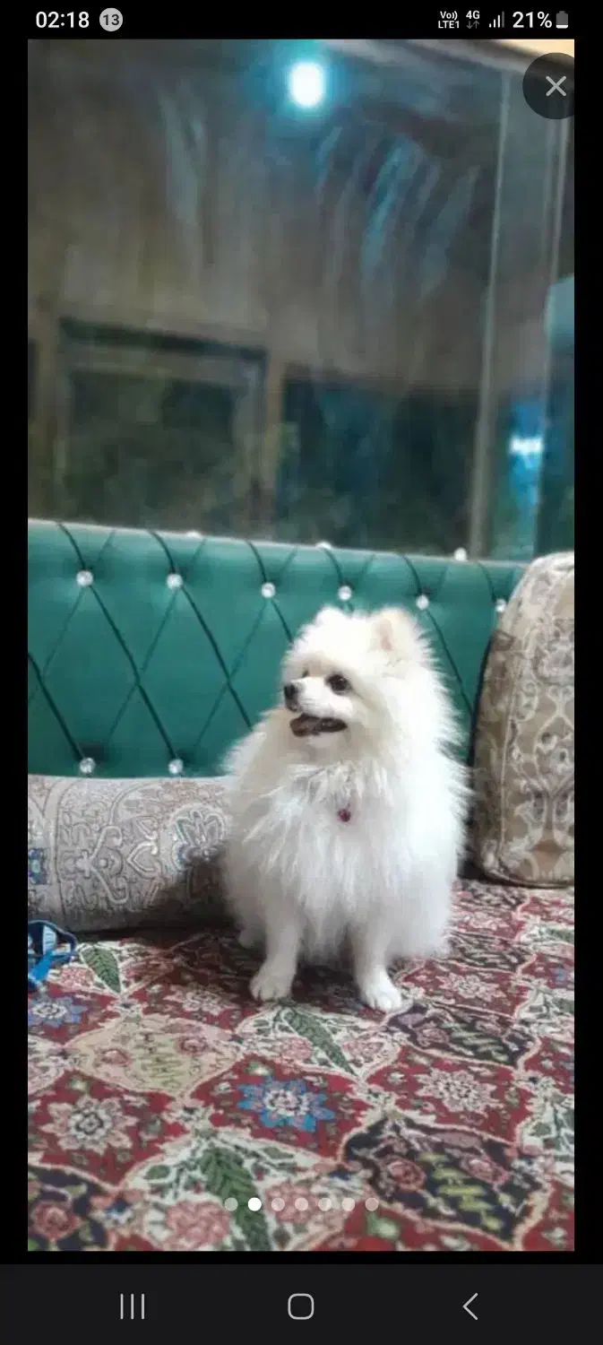 سگ گمشده در بیشه کلا|حیوانات|سرخرود, |دیوار