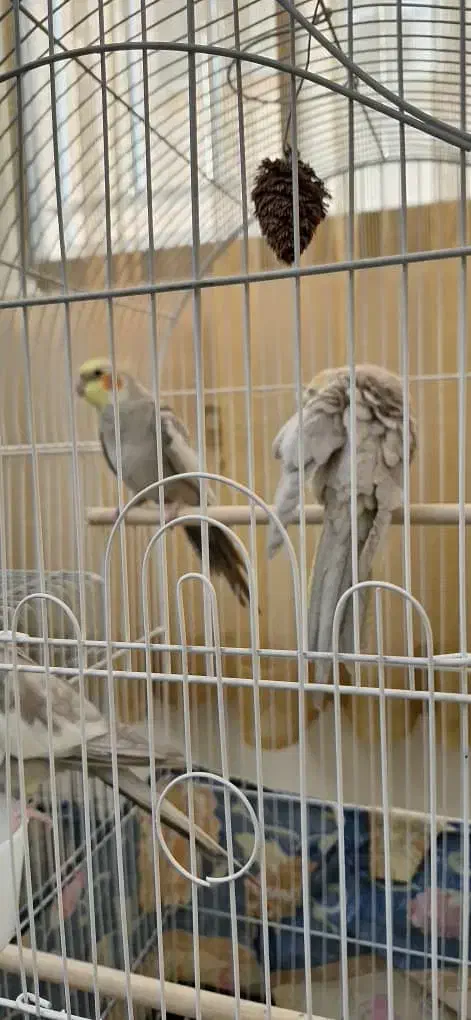 عروس هلندی نر و ماده|پرنده|تهران, بروجردی|دیوار