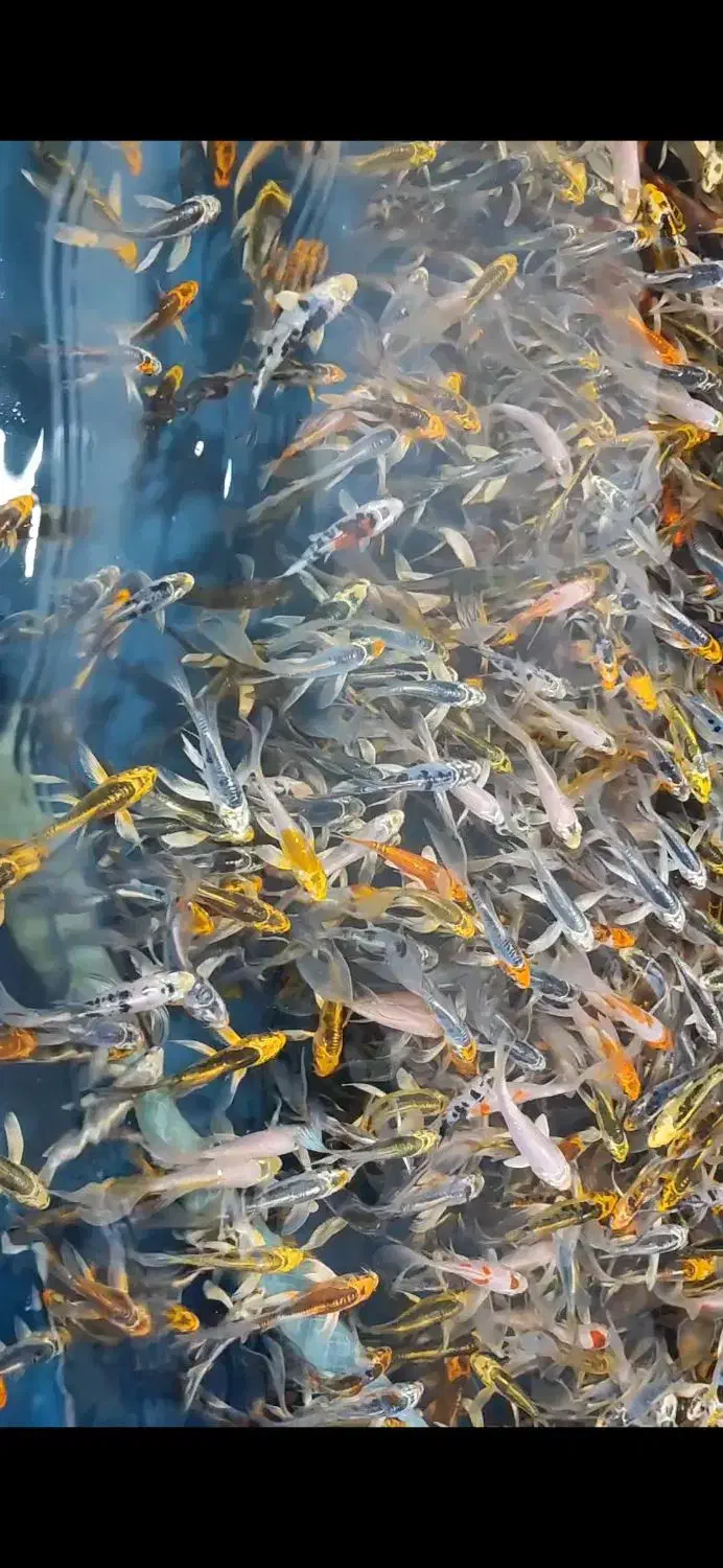 مزرعه پرورش و پخش ماهی کوی حوض آکواریوم طعمه و....|ماهی|تهران, مینابی|دیوار